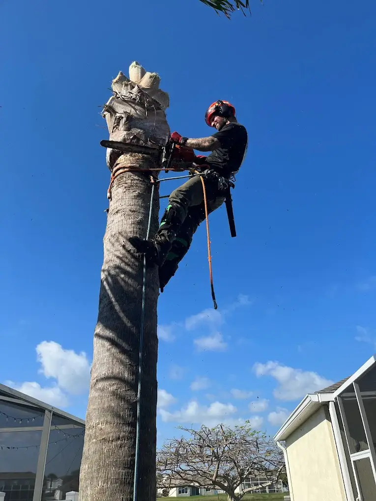 Ranger arborist using rope access
