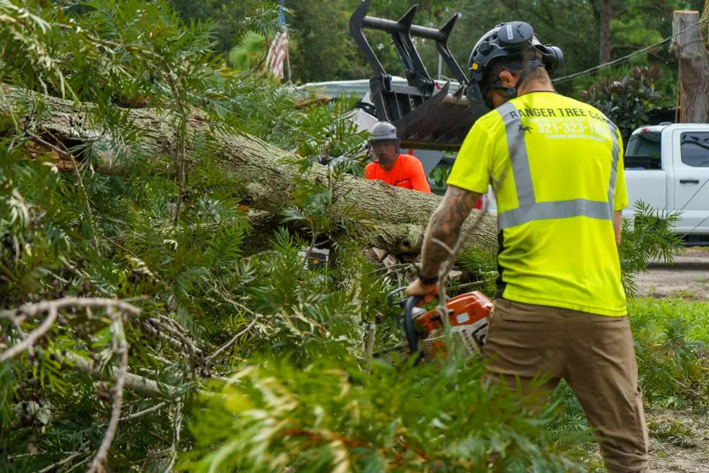 Hazardous Tree Removal