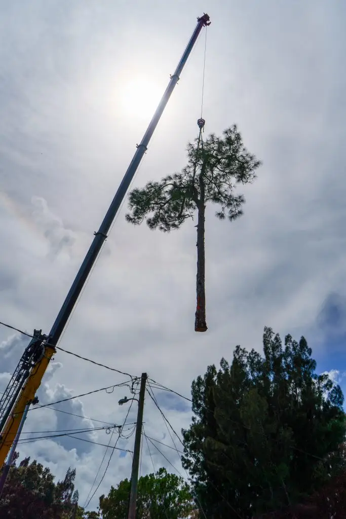 Stump Work
