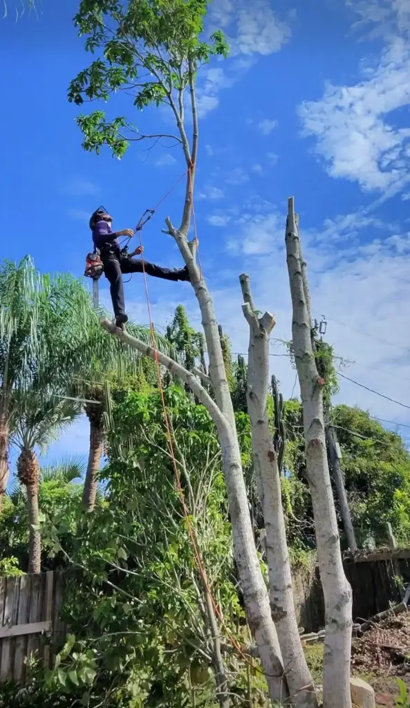 Tree Trimming & Pruning